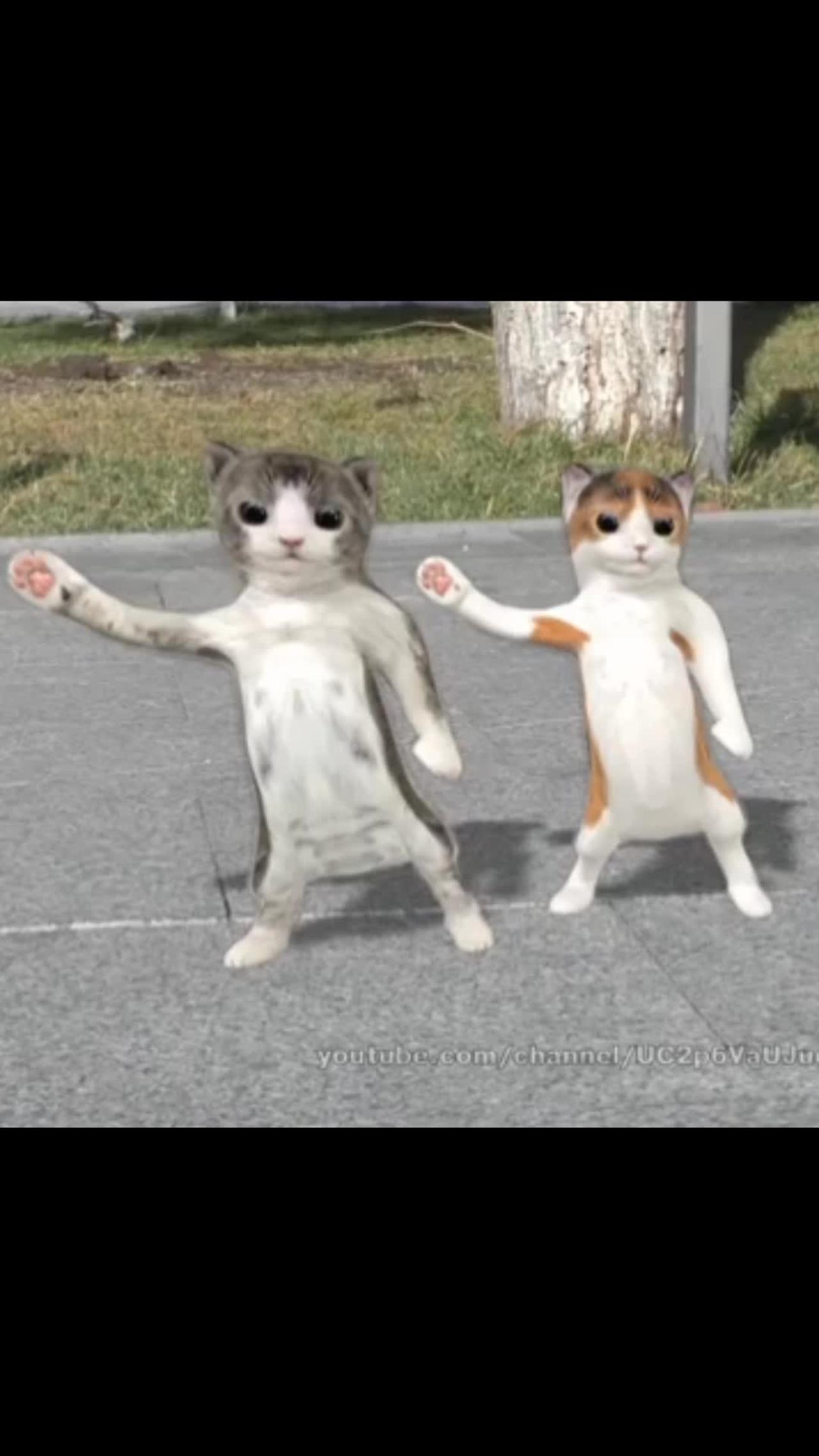 Funny cat dance.. Funny shorts cat video 2022