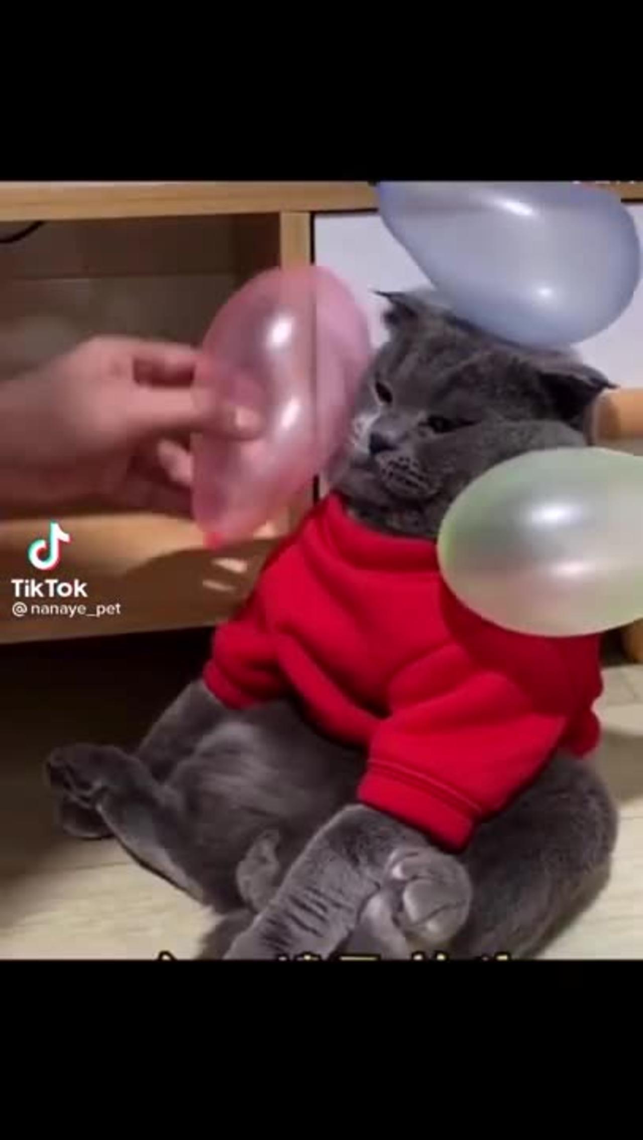 Cute Animal Cat With Balons #Shorts