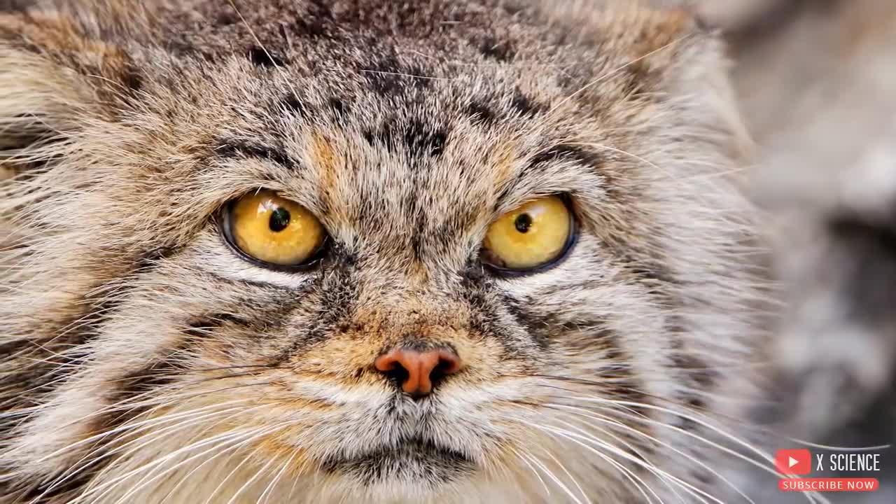 Fascinating Facts About Pallas's Cats
