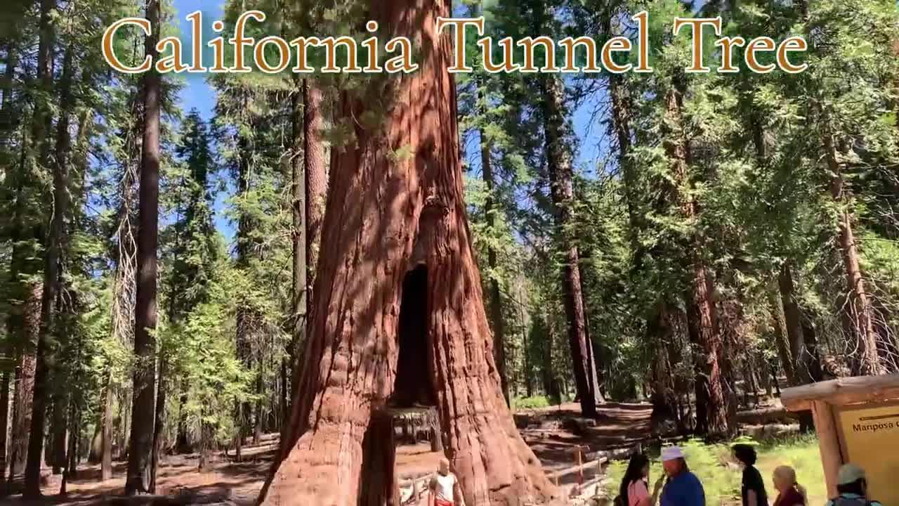 Mariposa Grove of Giant Sequoia | Yosemite Trip July 2020 | Part 4