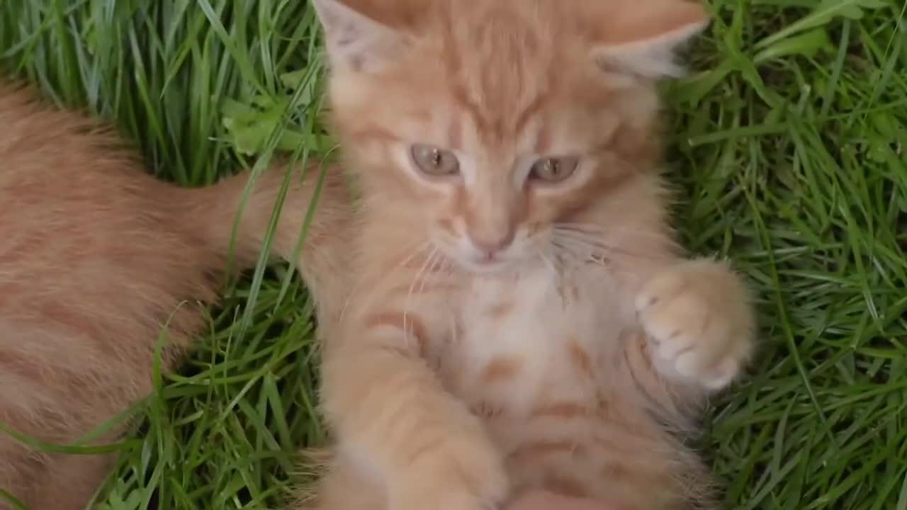 Cute cats | Funny cats | Cat video compilation | Cat video for kids | Copyright free cats video