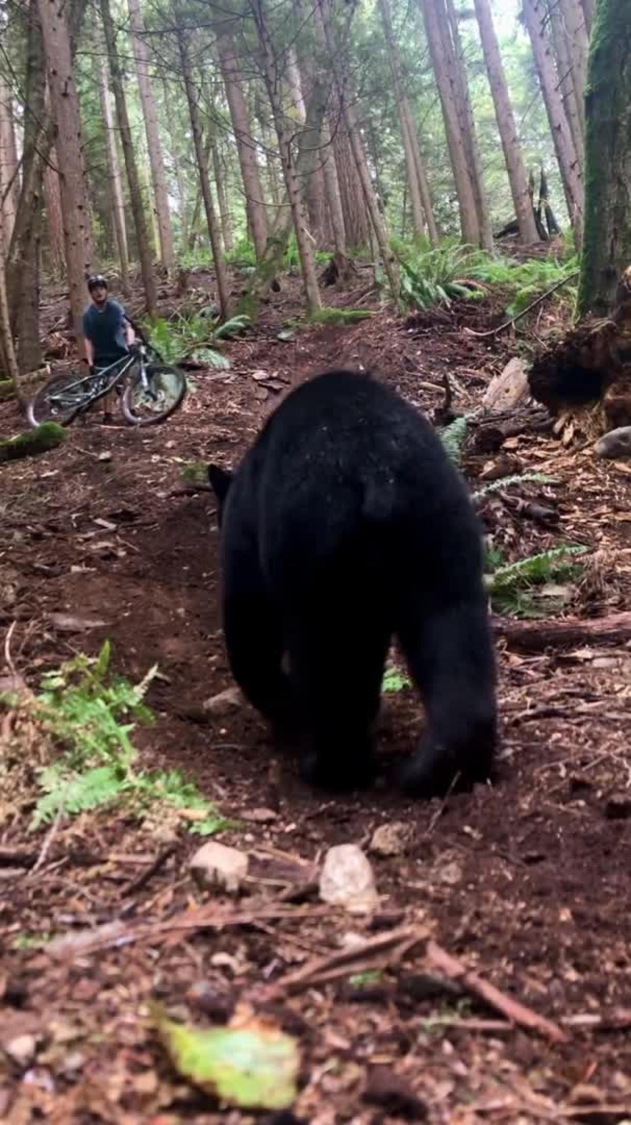 Bear scares hiker off trail in Monrovia, CA
