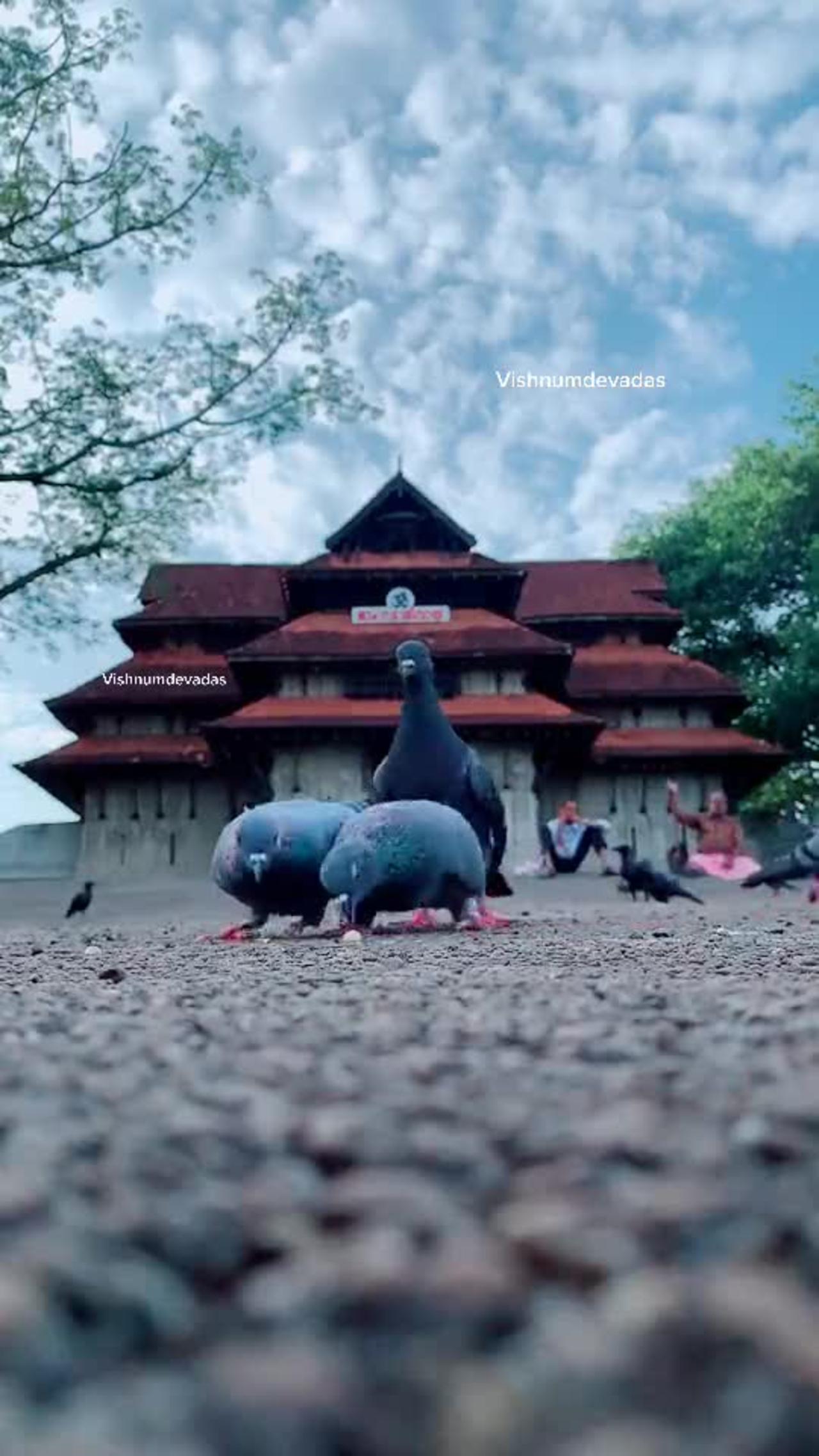 Feeding birds #vadakkumnathan