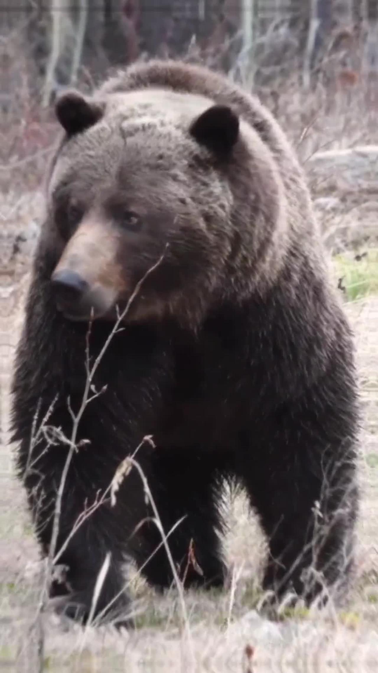 It's the strongest man in your life. Fantastic Beasts in Tiktok Kodiak Brown Bear