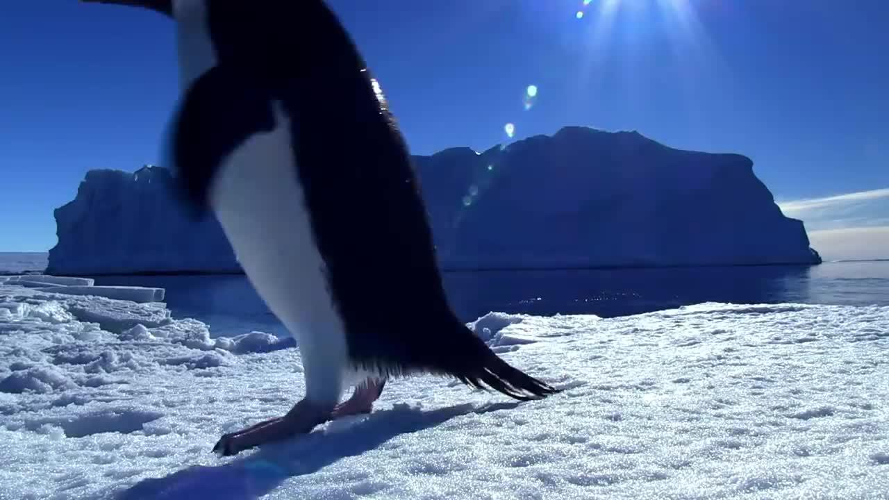 Adelie Penguin Slaps Giant Emperor Chick!