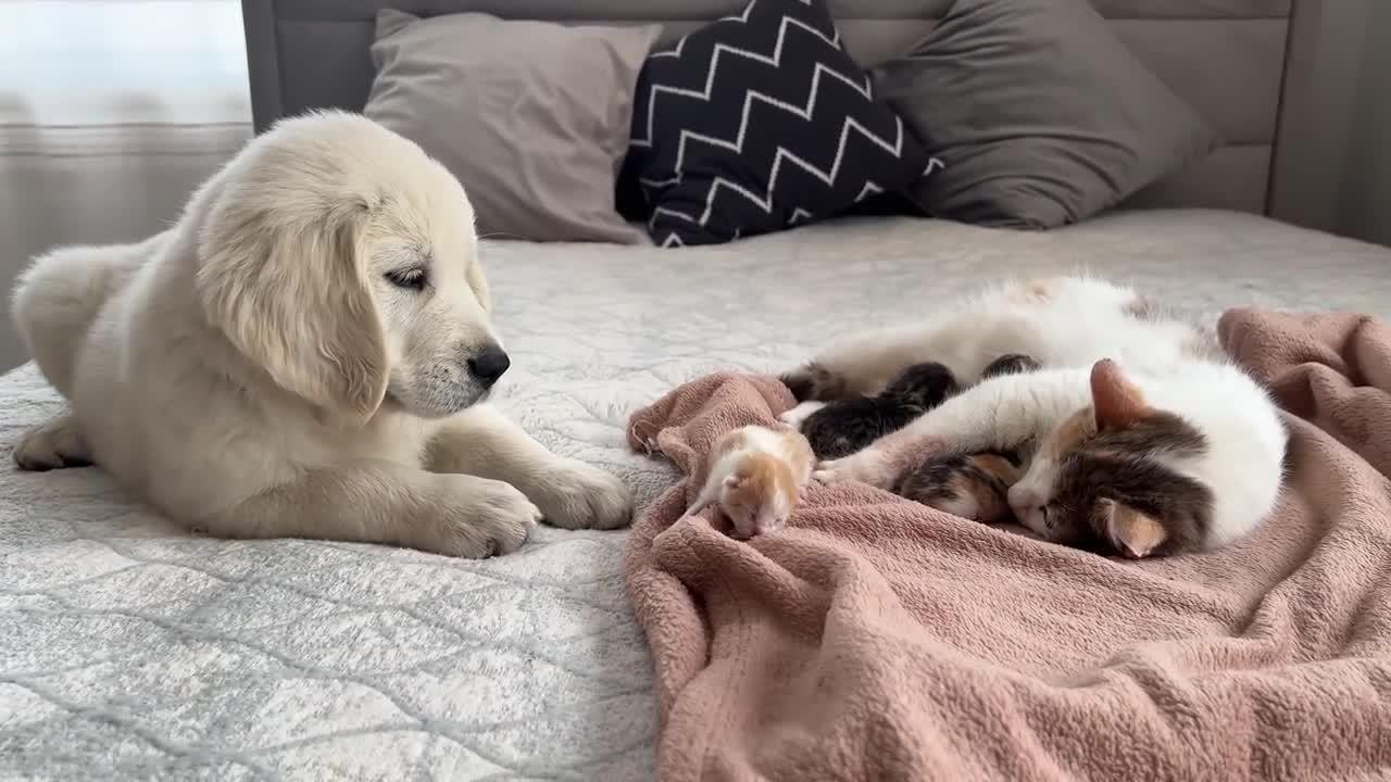 Golden Retriever Puppy Meets Mom Cat with Newborn Kittens for the First Time