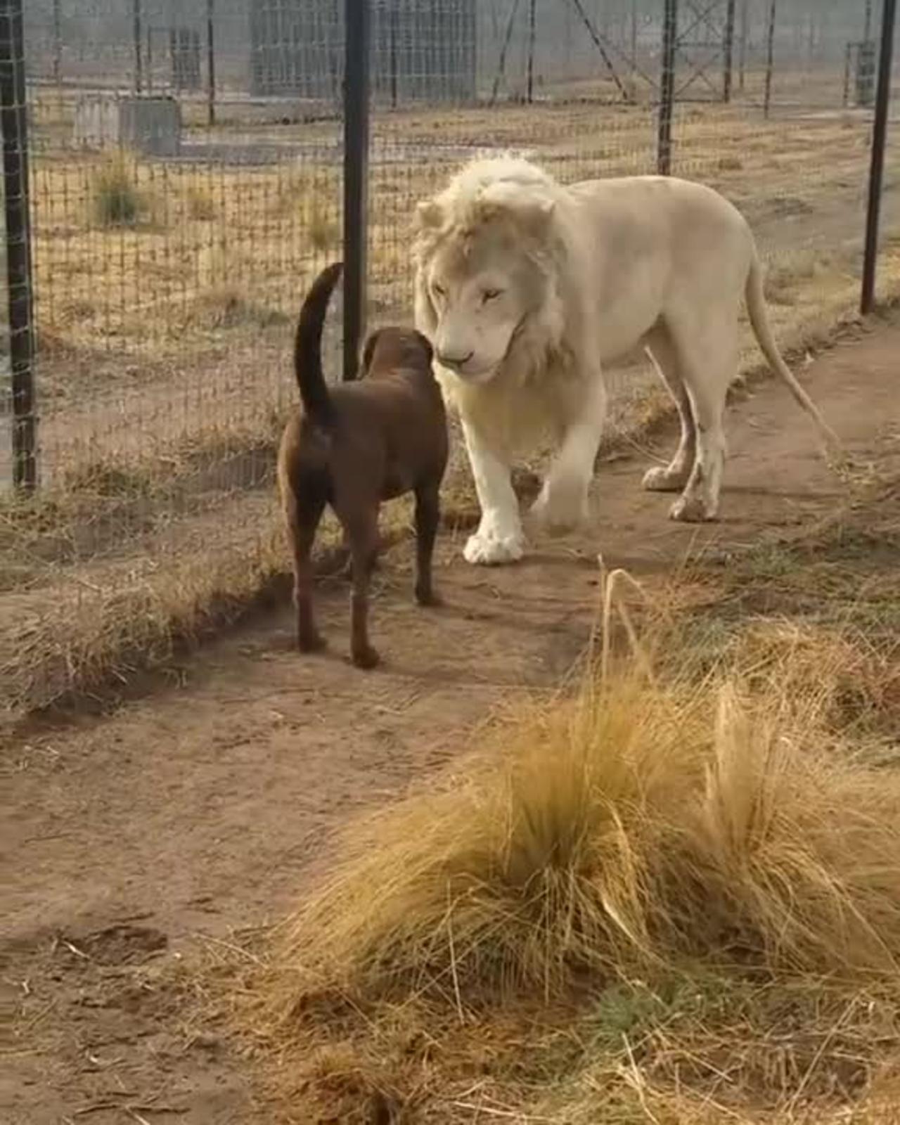 Lion and dog