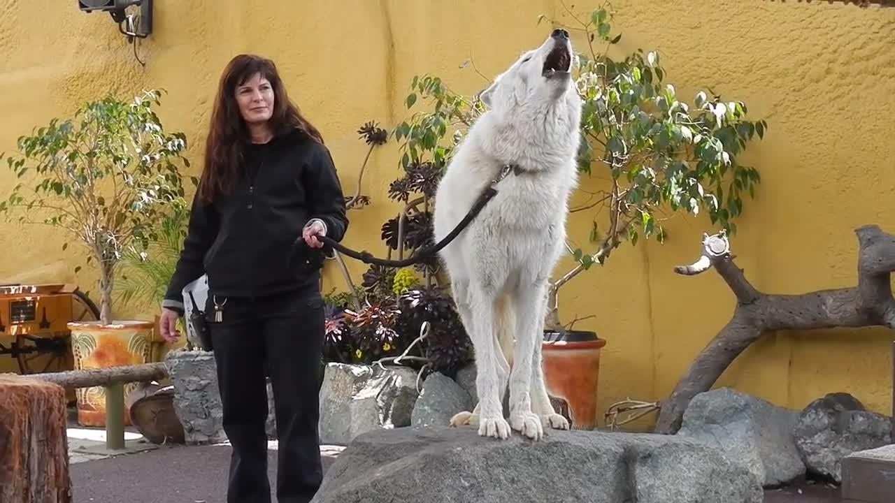 San Diego Zoo - White Arctic Wolf Howling
