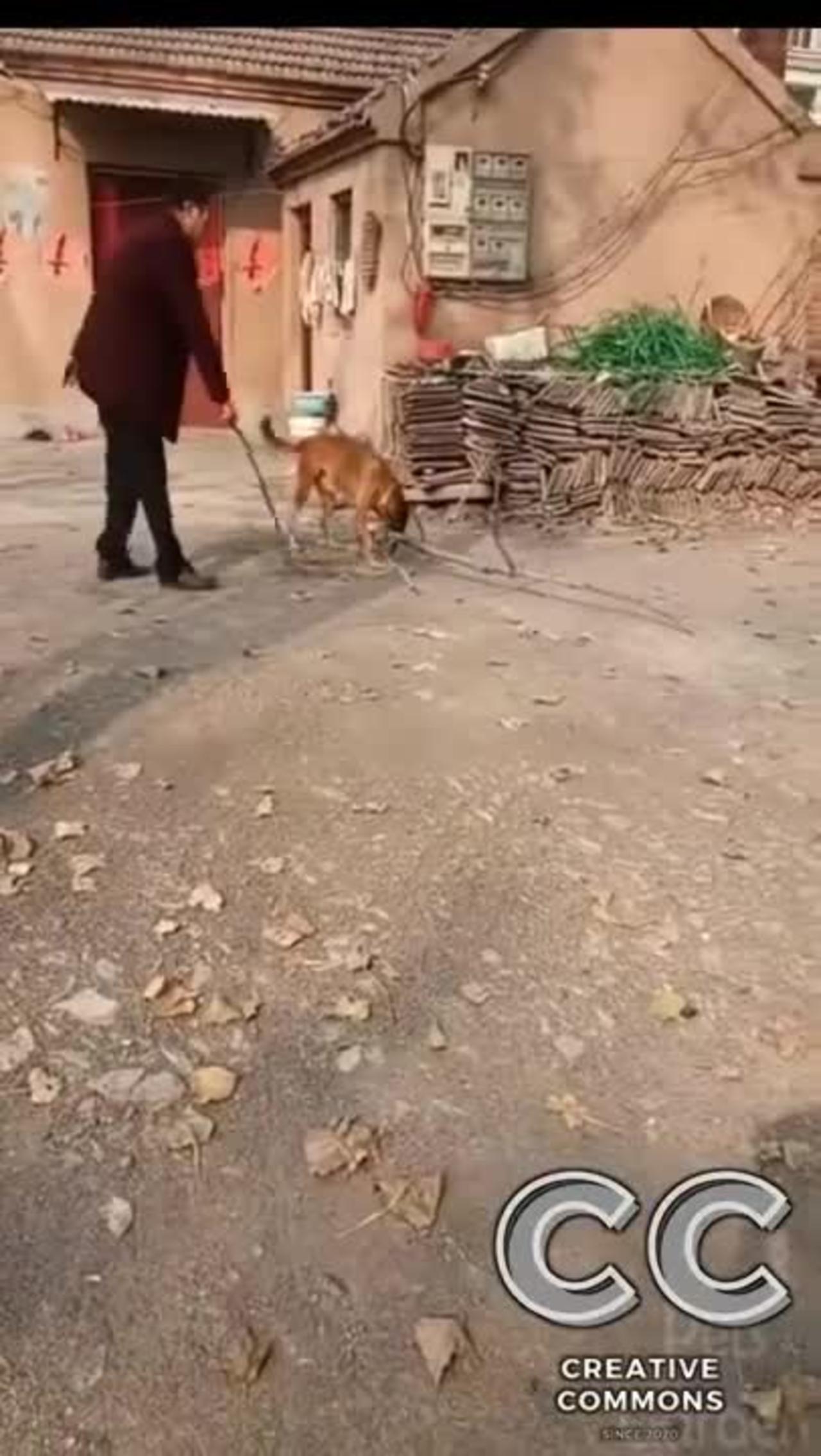 Amazing cute funny animal's video