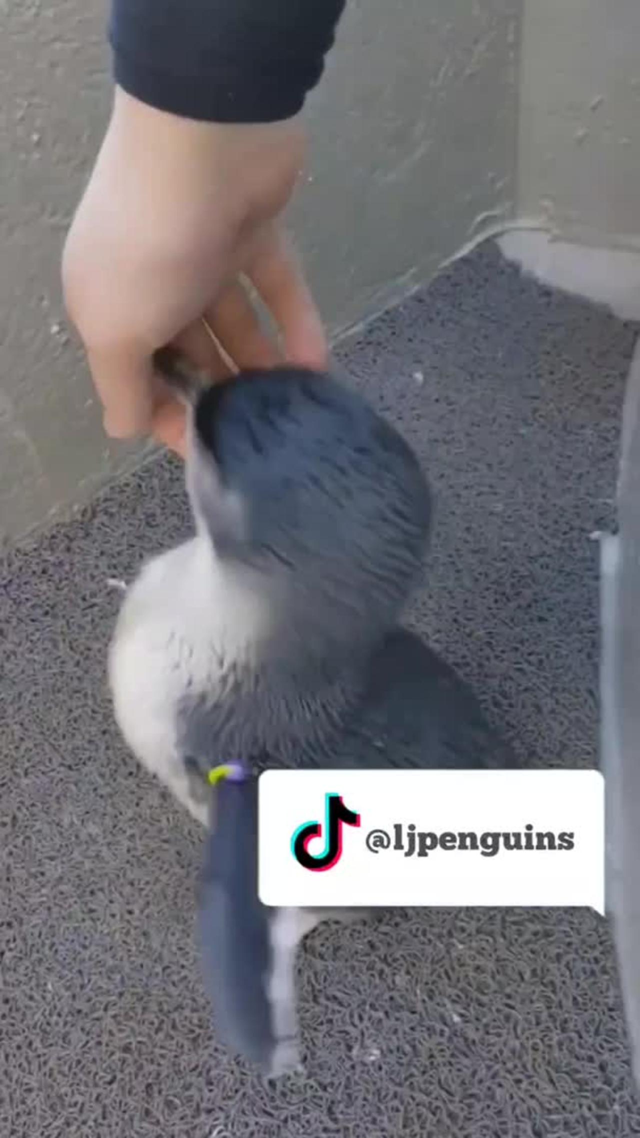 Super excited baby penguin