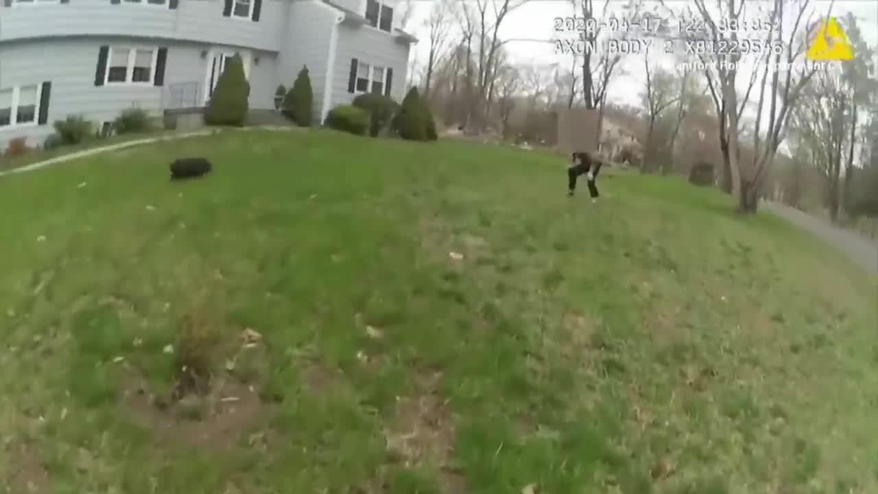 Cops Hilariously Try to Capture Pig