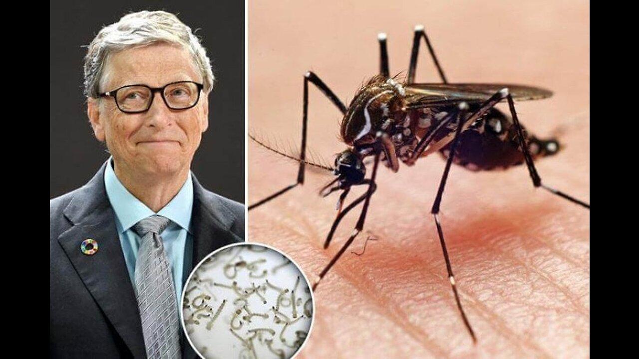 Bill Gates Sponsored Release of 2.4B Genetically Modified Mosquitoes by Oxitec