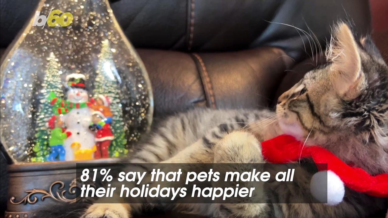 Pets Bring Extra Joy During the Holiday Season