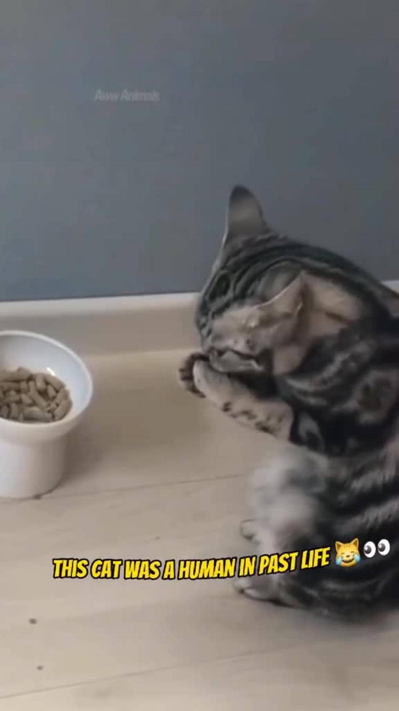 Have you seen a cat that eats like a human?