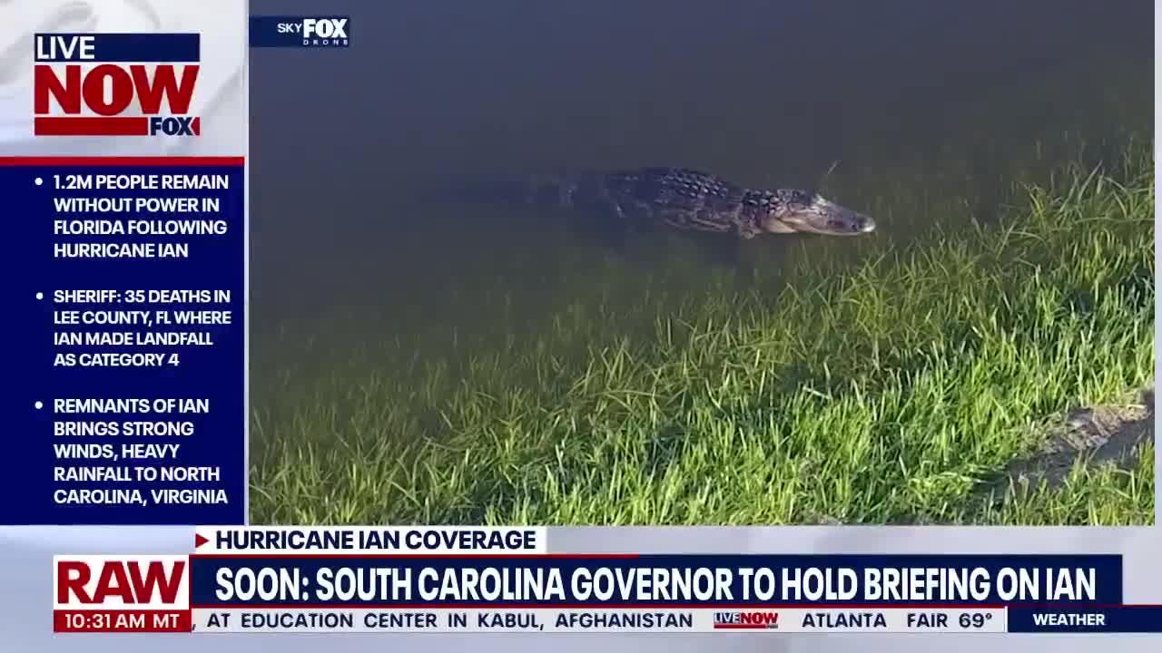 Alligator emerges from flood waters in Orlando after Hurricane Ian makes landfall