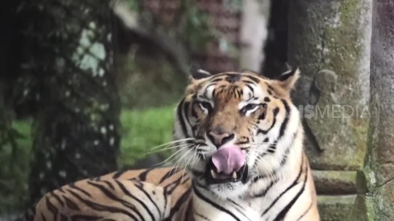Besar Dan Kuat Si Harimau Bengala