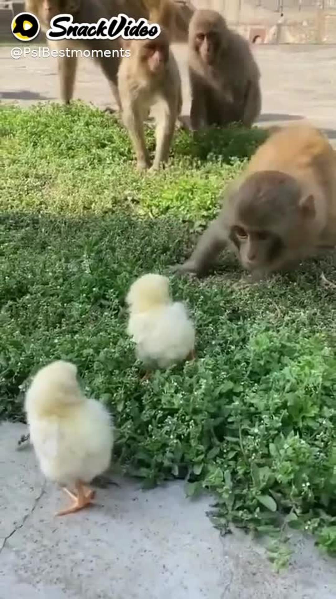 Monkey playing with chicks🤭🤭🤭