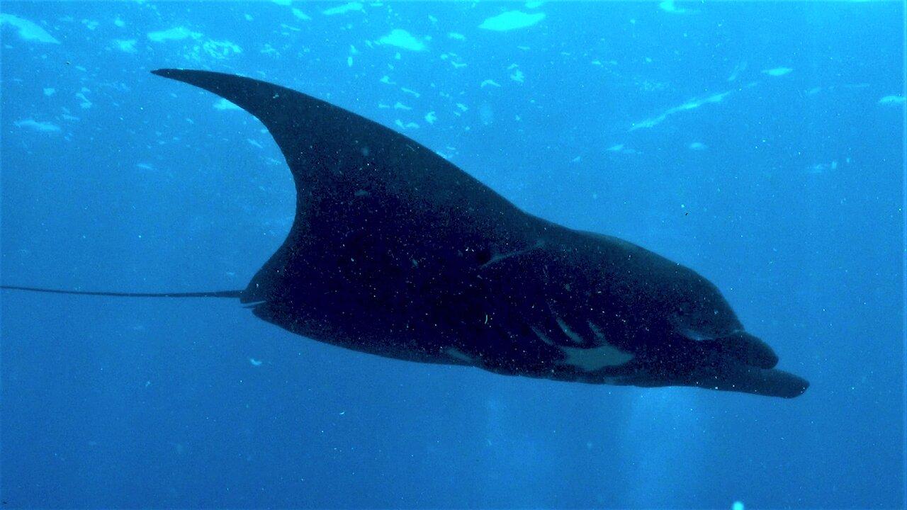 Rare black giant manta ray drifts casually past scuba divers in Indonesia