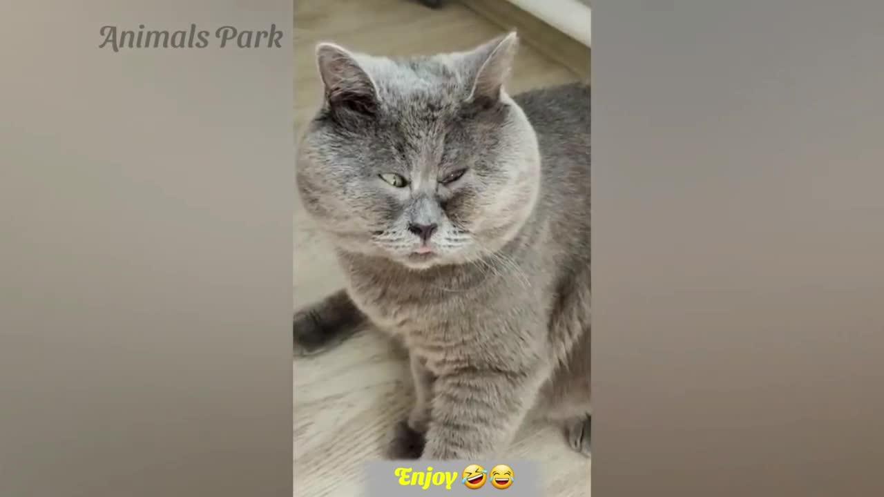 Funny Cat and Dog  videos🐶😽 Part 14 - Funny Animal Video 2022 - Cats_ Dogs - animalsnpark