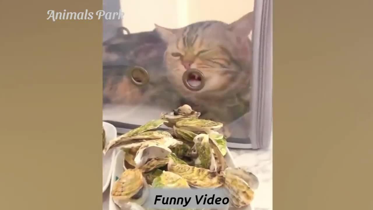 Funny Cat and Dog  videos🐶😽 Part 15 - Funny Animal Video 2022 - try not to laugh - animals park