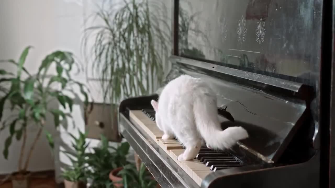 beautiful cat CAT training