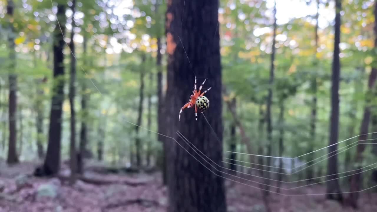 Marbled orb-weaver spider weaving its web (Birdsboro Waters/Preserve)
