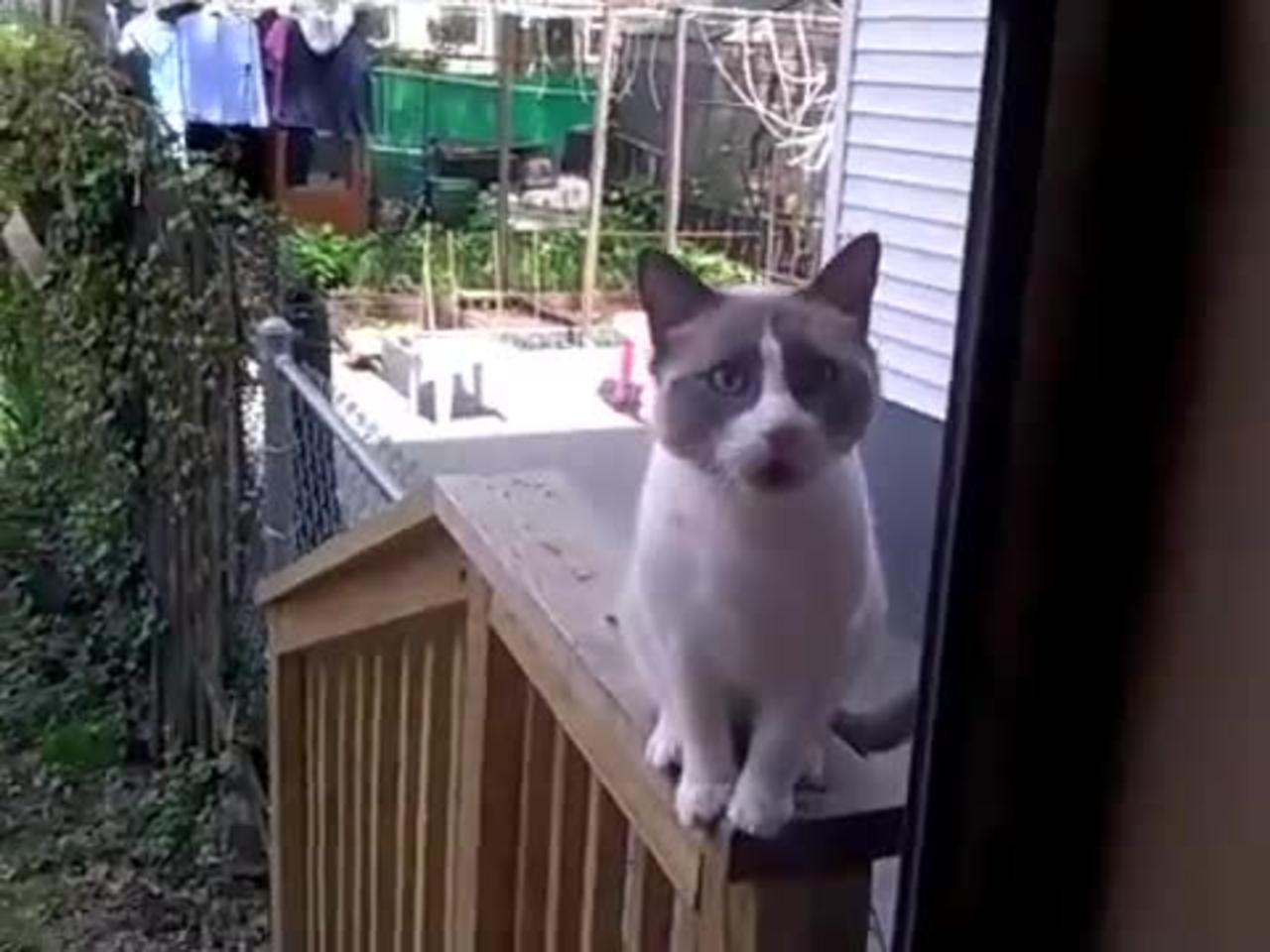 funny cat dumbbing video compilation that makes you laugh
