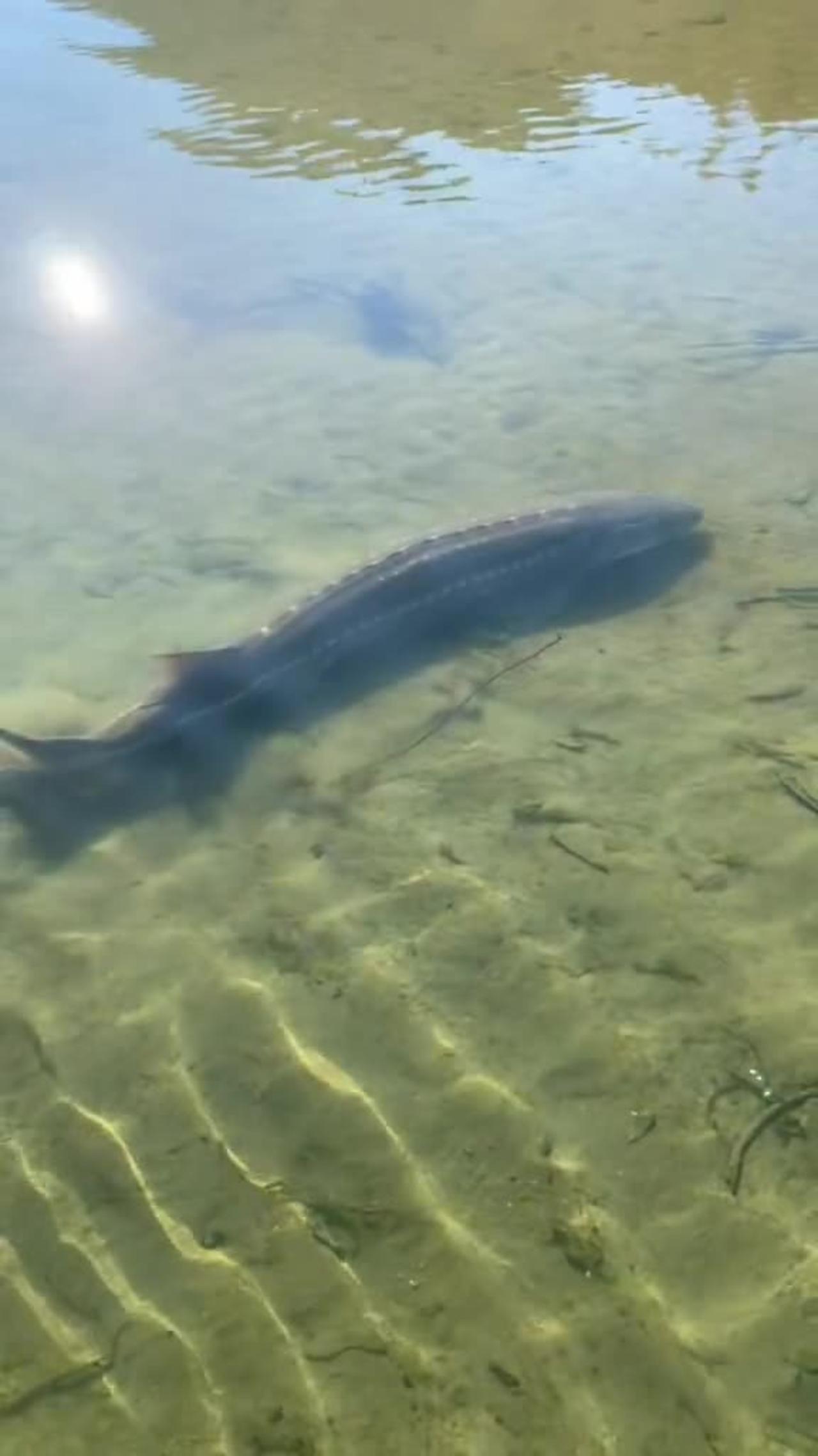 💦#fish #water #river #rivermonster #scenic #views #nature