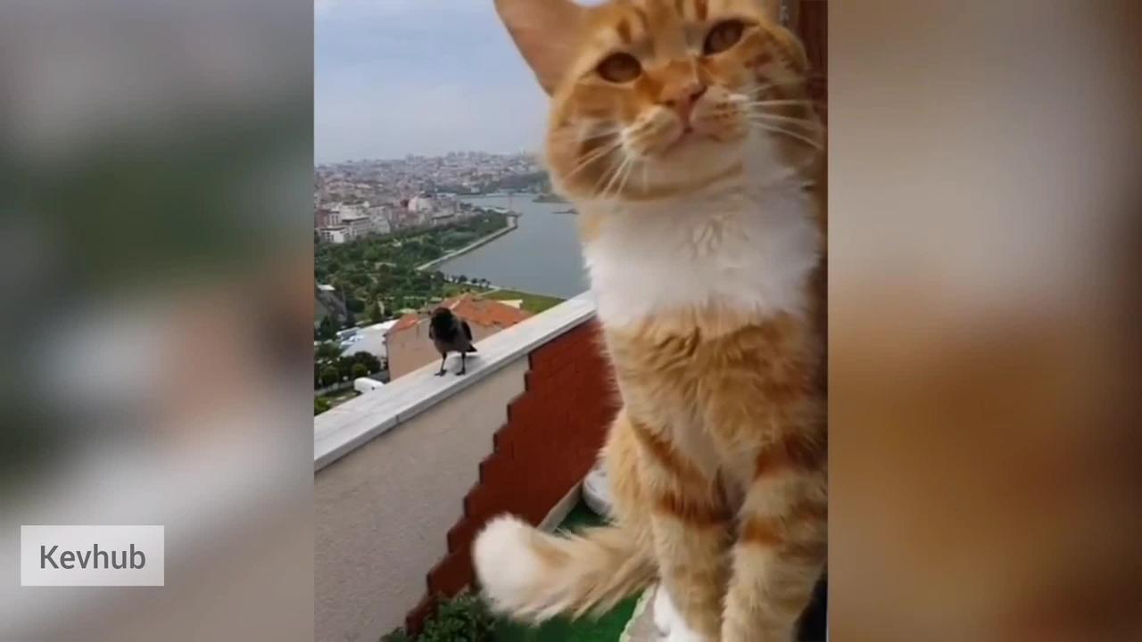 Most Satisfying Funny Cat Video 🤣 - Funny Animals Video
