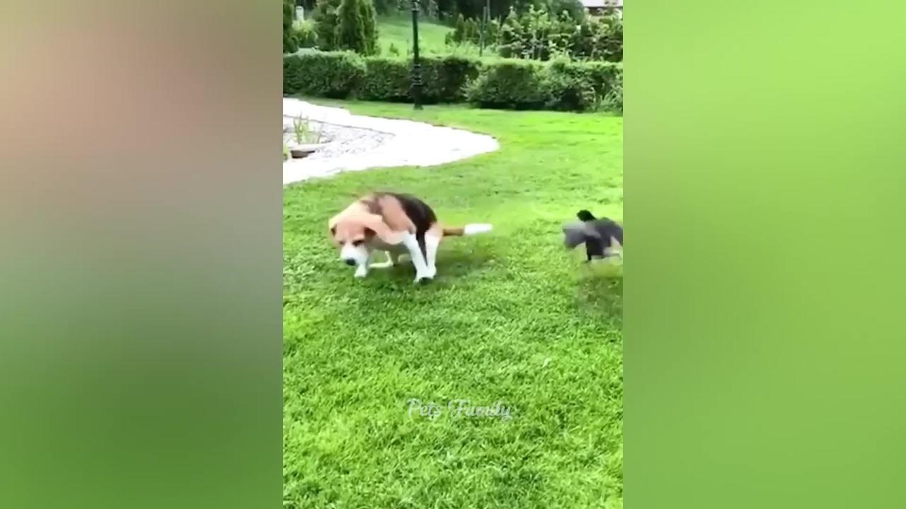 Funniest Animals 2022 😂 Funniest Cats and Dogs 😺🐶 Part 3 | Pets Family