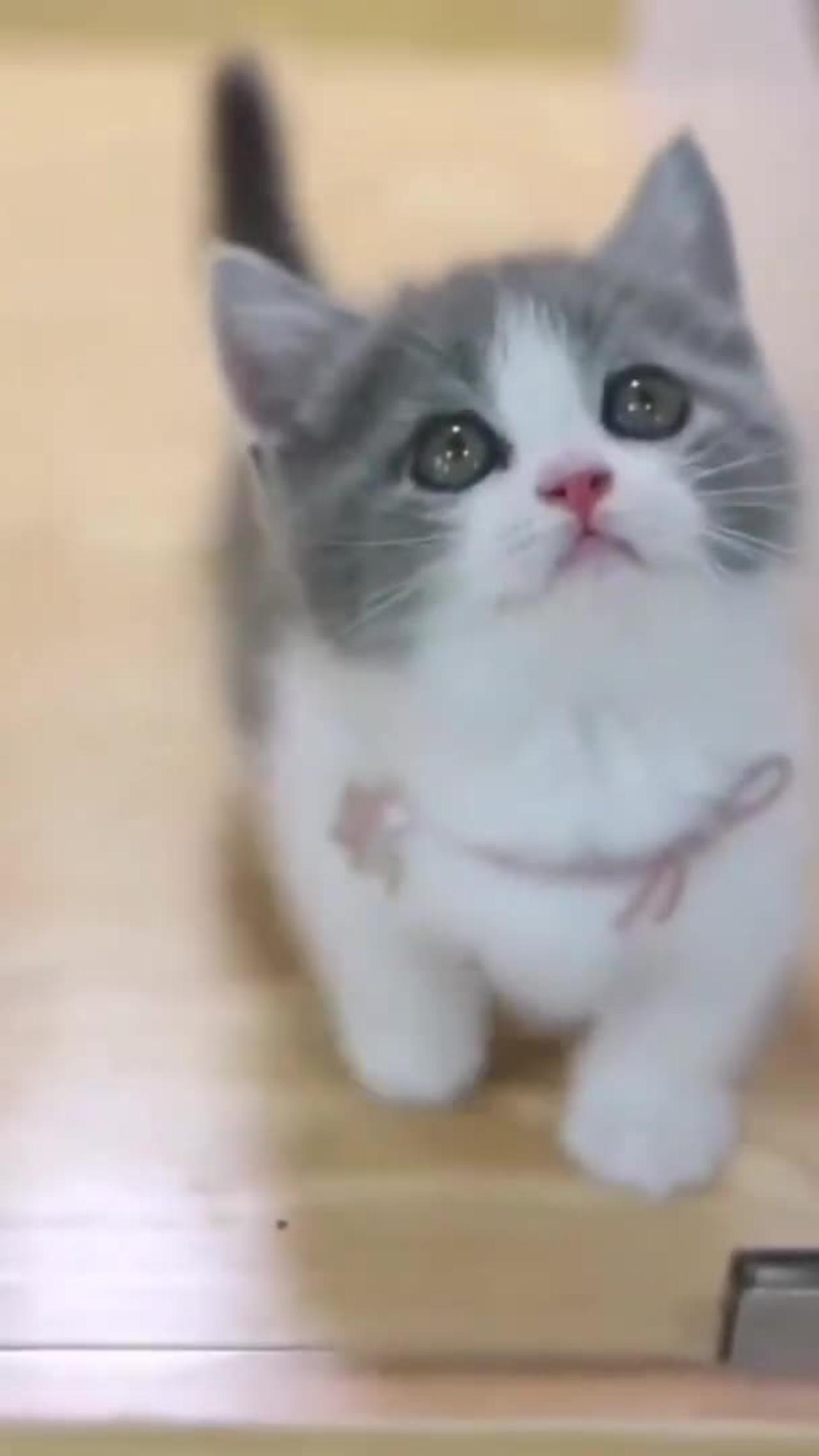 Cute cat video😍 | beautiful cat, a baby cat video