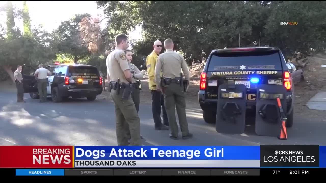 Teenage girl seriously injured after being attacked by six dogs in Thousand Oaks
