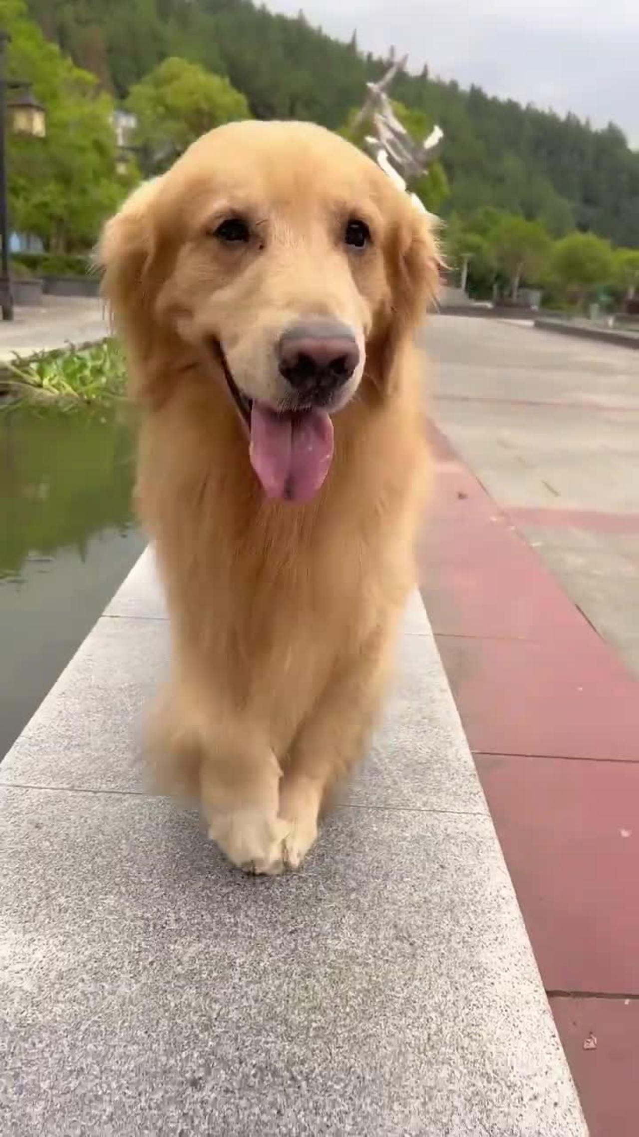 Most Beautiful Videos of Golden Retriever | Cute and Funny Dog Videos | Minutes of Funny Puppy.