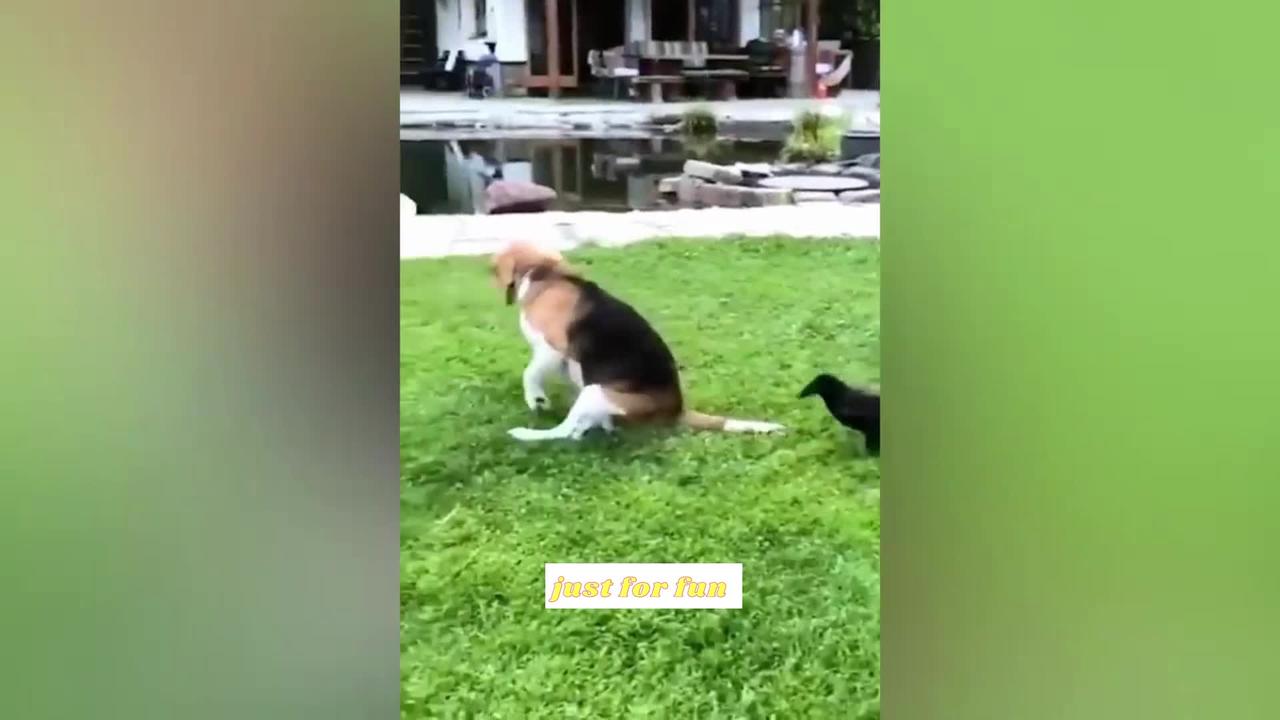 Funniest Animals 2022 😂 Funniest Cats and Dogs 😺🐶 Part 1 |