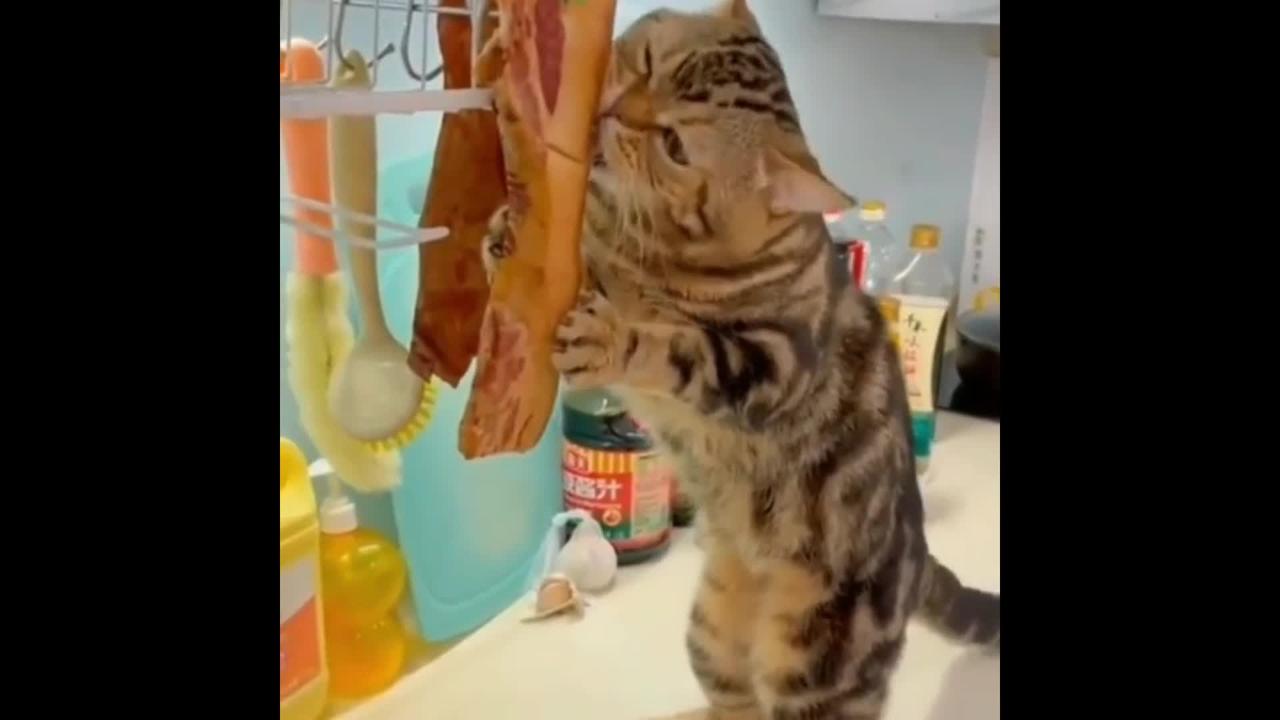🔴 FUNNY Videos 2022 ● gluttony cats eat 😂😍