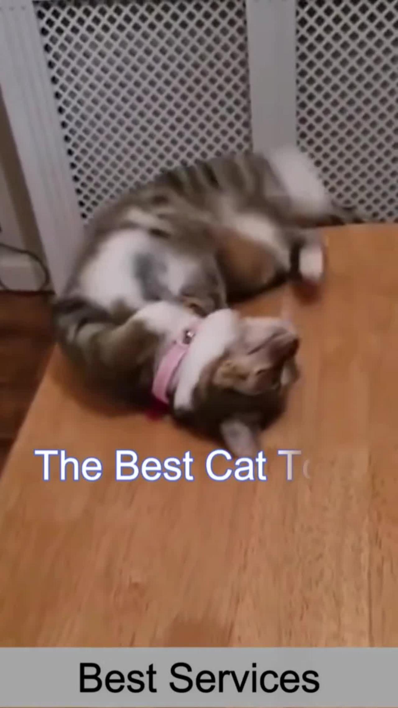 😻😆Amazing 😃 Funny Cat Videos | 🤔 Funniest Cats 😁😁#Clips #Papular#short#
