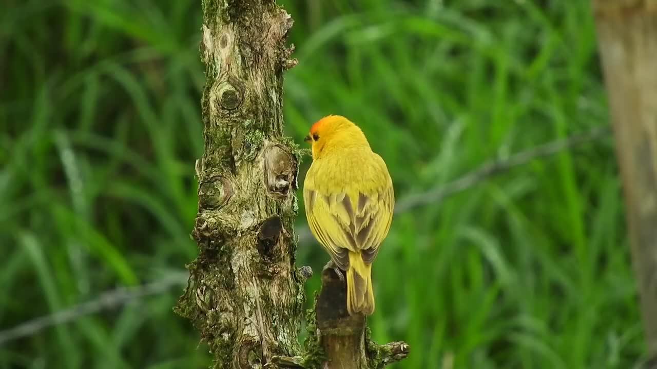 Amazing Nature and Wildlife Videos, Beautiful Birds & Animals.