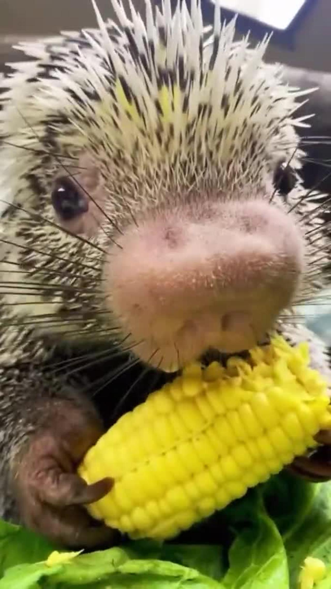 Cute Porcupine Eating
