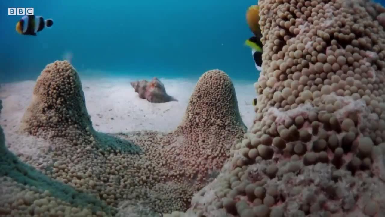 Amazing Clownfish Teamwork | Blue Planet II | BBC Earth