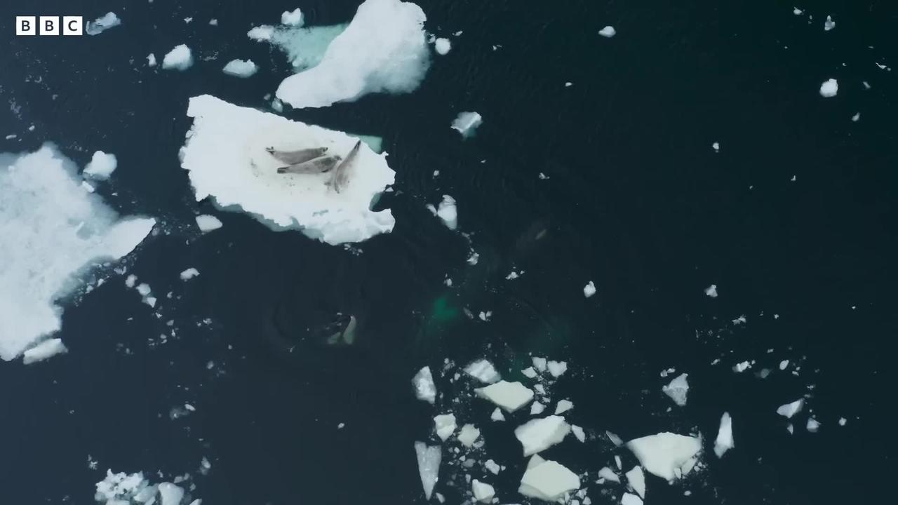 Killer Whale's Extraordinary Hunting Technique  Frozen Planet II  BBC Earth