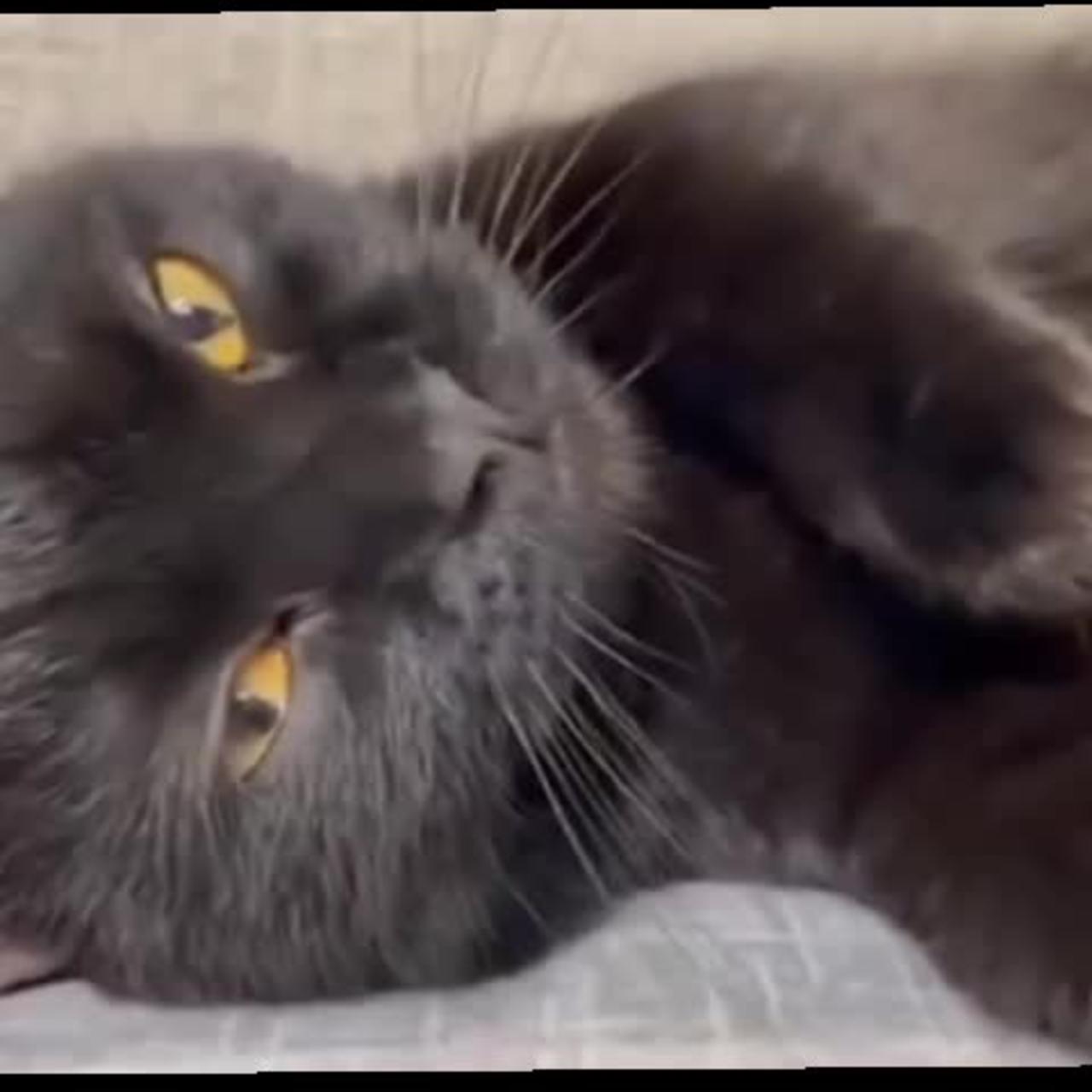 CATS will make you LAUGH YOUR HEAD OFF - Funny CAT compilation