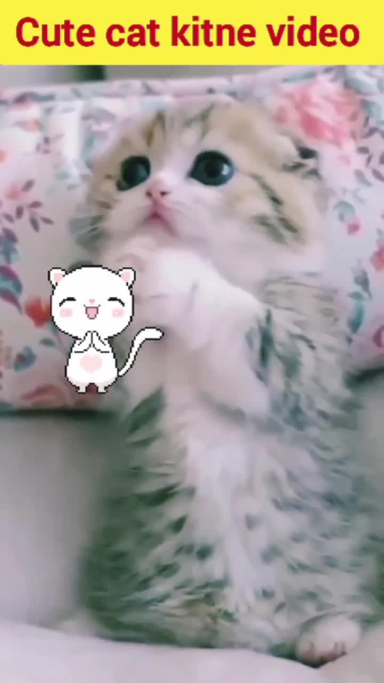 Funny Cute Kitne Cat Video - so sweet 🐱😻