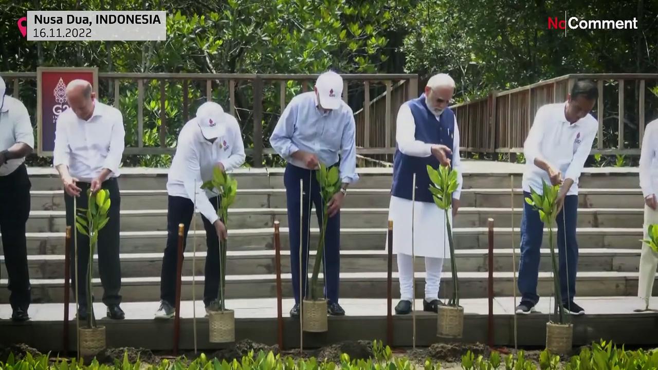 G20: World leaders attend mangrove planting ceremony