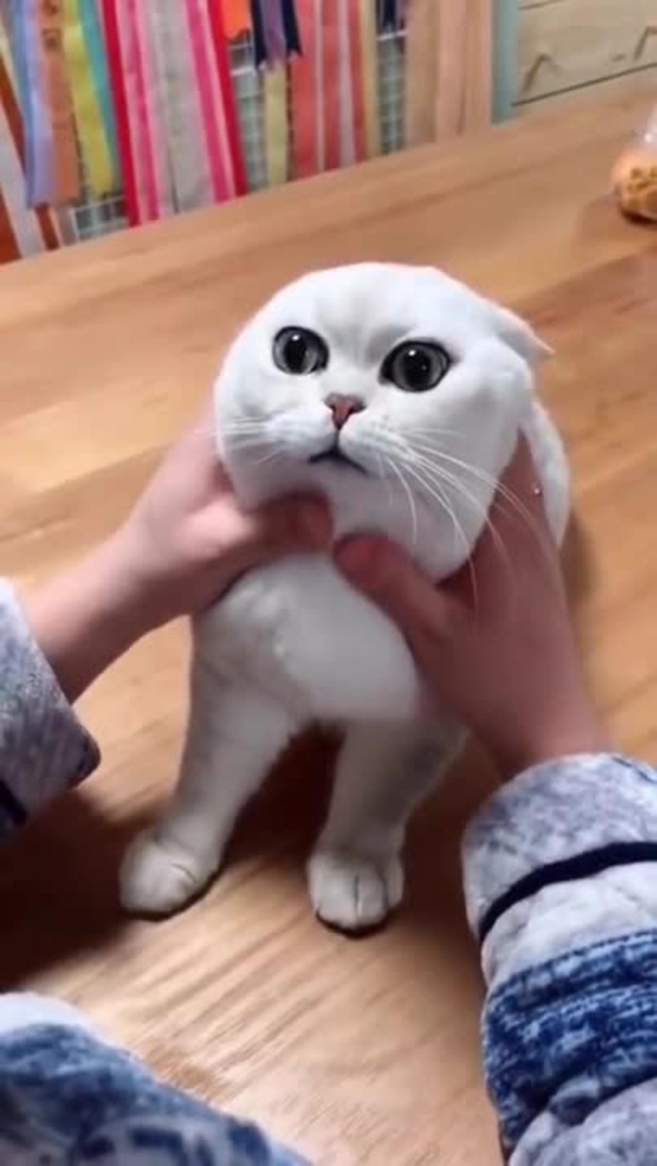 Most Satisfying Funny Cat Video