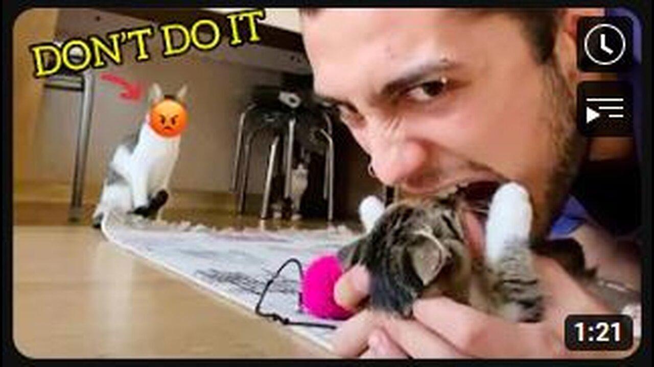 Cats Attacking People Compilation | Cat Slapping Their Owner |