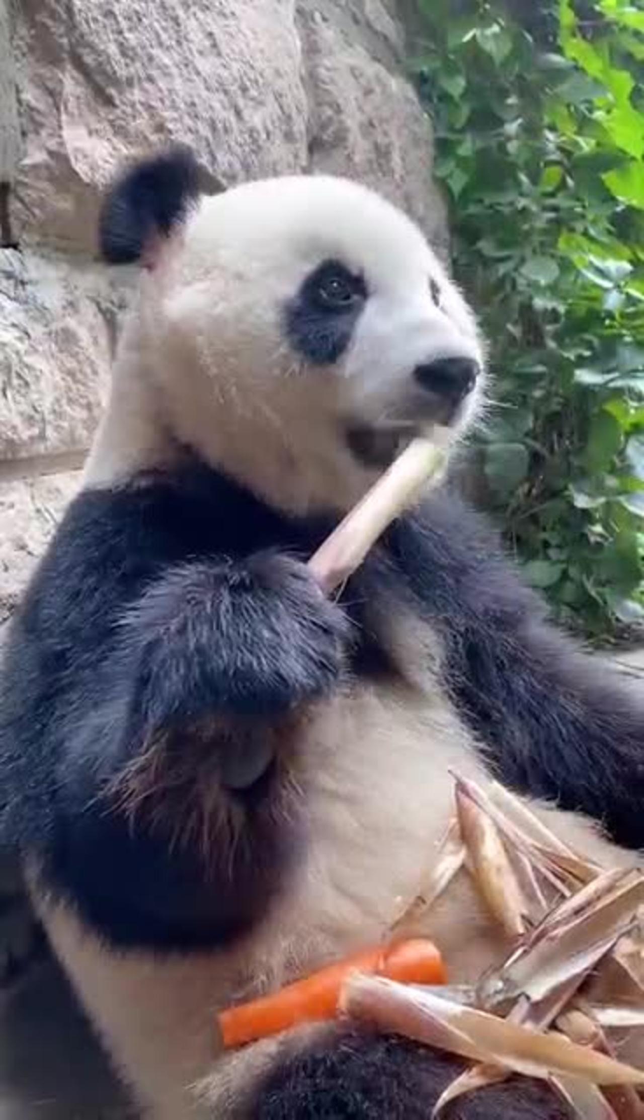 Cute panda is eating bamboo, bamboo is so delicious