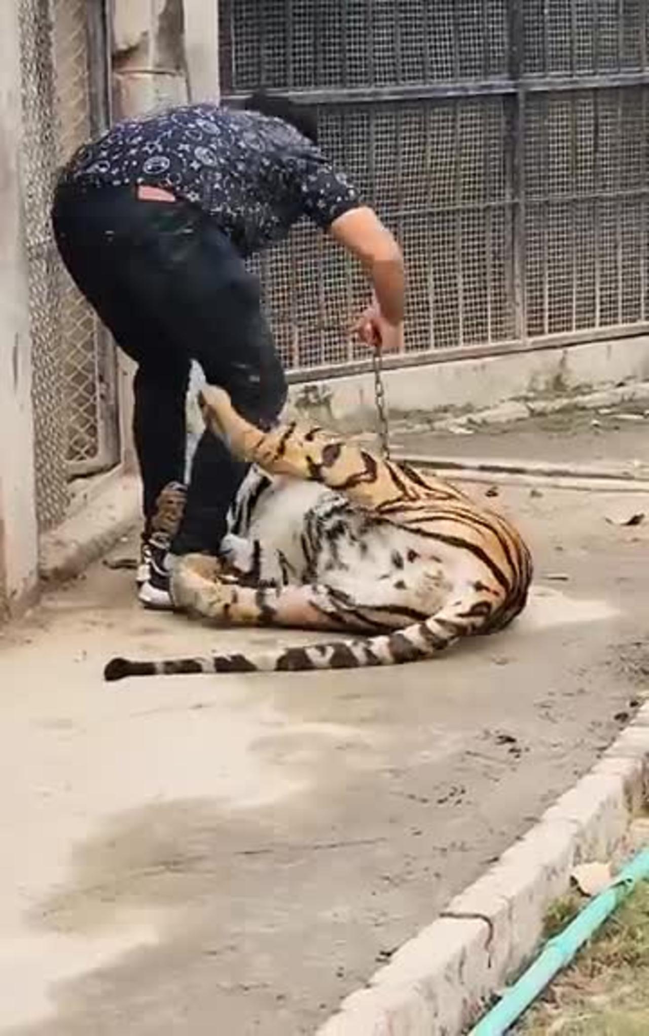 Bengal Tiger Attack