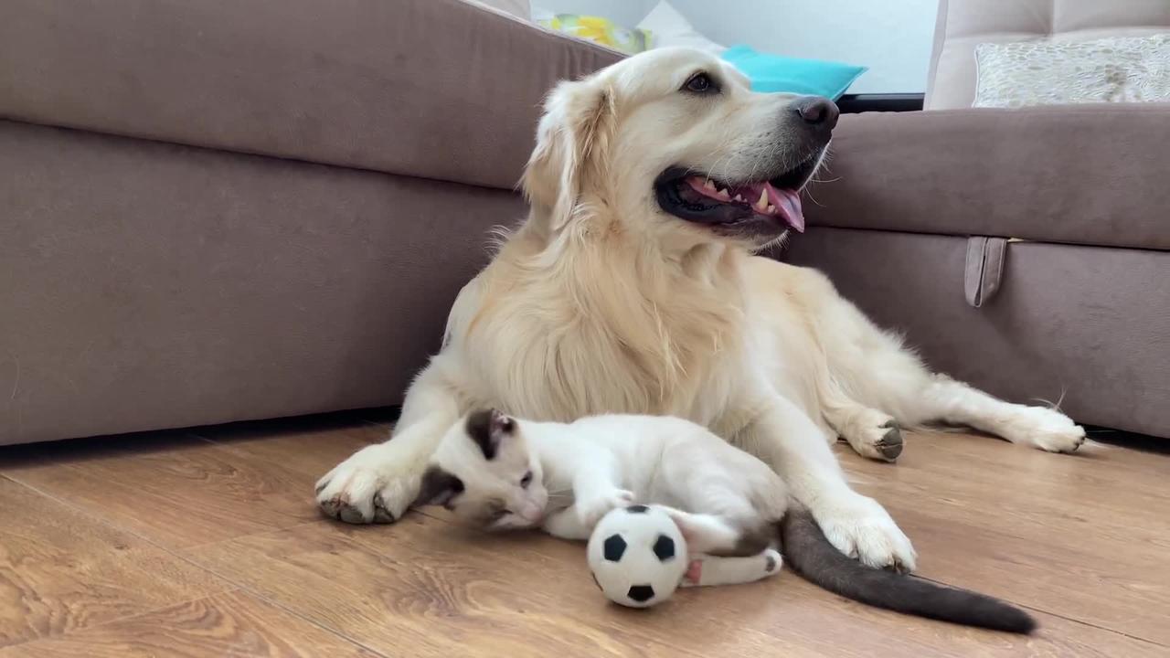 Baby Kitten Playing with Golden Retriever Ball