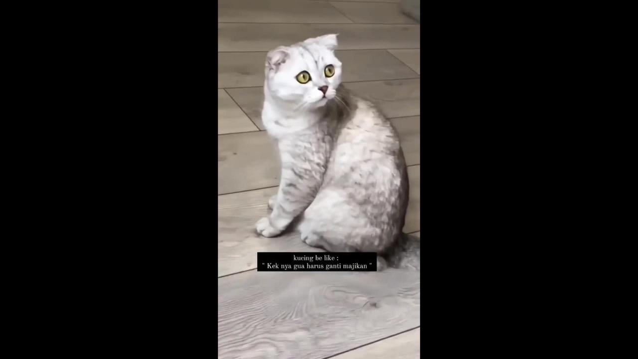 🔴  Cute and Funny Cat Videos Viral ! 🐱