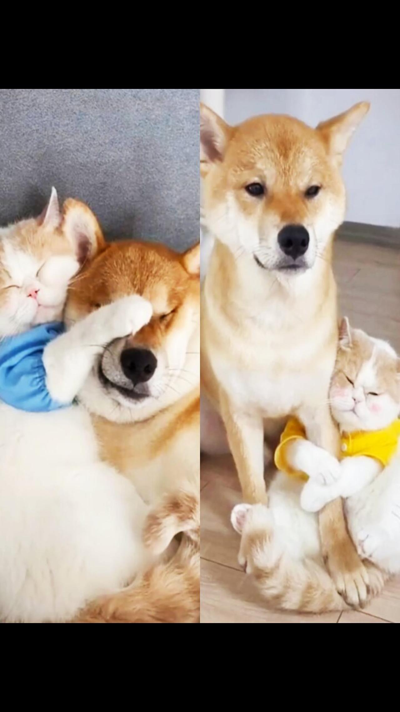 Cat and dog friendship bond cute and lazy very funny
